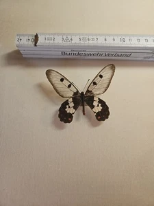 Cressida Cressida Männchen - Bild 1 von 1