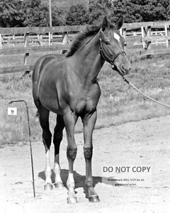 SECRETARIAT AS A FOAL LEGENDARY TRIPLE CROWN WINNER - 8X10 SPORTS PHOTO (AZ130) - Picture 1 of 1