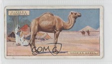 1924 Player's Natural History Tobacco Arabian Camel #10 1m8