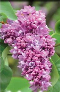 Beautifully Fragrant Flowery Hardy Old Fashion Purple Lilac 25"-30" Transplants 