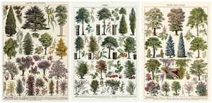 TREE CHART BOTANICAL VINTAGE WALL ART PRINTS A2 / A3 / A4 - Picture 1 of 5