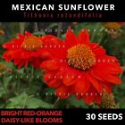 Mexican Sunflower, Tithonia Rotundifolia, Bright Red-Orange Blooms X 30+ Seeds