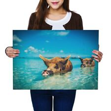 A2 - Wild Swimming Pigs The Bahamas Poster 59.4X42cm280gsm #46443