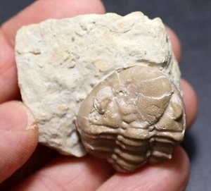 Enrolled Lochovella deckers Trilobite from Devonian Black Cat Mountain, Oklahoma - Picture 1 of 9