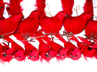 Rot gefiederte Kardinalsvögel Langschwanz mit befestigten Drähten Menge stehend drinnen Dez