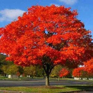NORTHERN RED OAK 'Quercus rubra' LIVE PLANT 18-24 INCHES - Picture 1 of 3