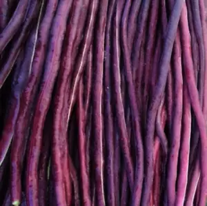 Purple Mart Yard Long Bean Seeds | Red Asparagus Edamame Cowpea Asian Seed 2025 - Picture 1 of 10