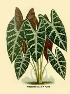 Alocasia Luciani Pucci © 1887 by F. and E. Gyselnyck Vintage Reprint - Picture 1 of 1