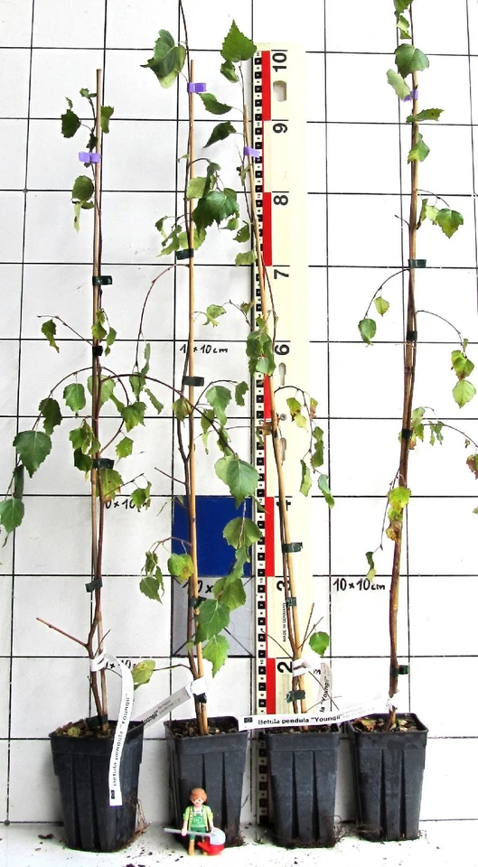 Betula pend. "Youngii" - Hängeform der heimischen Birke - Bild 1 von 1