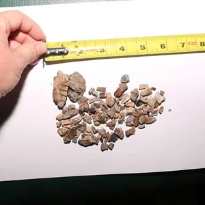 Enorme Lote de Mandíbula de Diente Fósil de Dinosaurio de la Formación Hell Creek Cretácico Tardío EE. UU. - Imagen 1 de 6