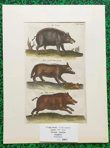  XVII ème - Jonston & Merian Superbe Gravure de Sangliers Planche XLVIII - 1657  - Picture 1 of 1