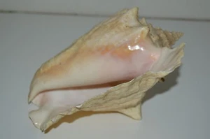 Vintage White Conch Shell North Coast California 7+" Rare 1lb 12.4oz - Picture 1 of 10