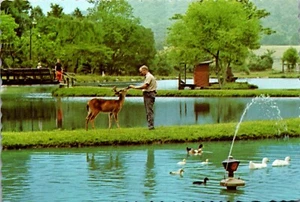 Vintage Postcard Arda Lee's Hidden Hollow Park Man Feeding Deer Cooksville TN - Picture 1 of 3