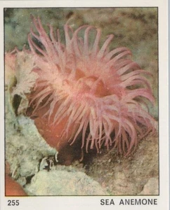 Top Sellers Card - Animals of The World - Card No 255 - Sea Anemone - Picture 1 of 2