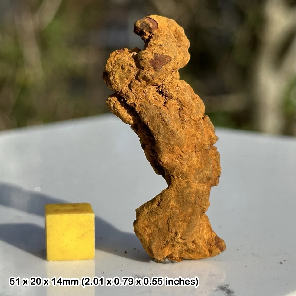 Turtle coprolite fossil (poo), eocene age, madagascar, genuine fossil w/ coa - Image 1 of 1