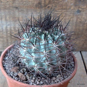 D6798 ACANTHOCALYCIUM GLAUCUM pot15-H10-W10 cm MaMa Cactus - Picture 1 of 4