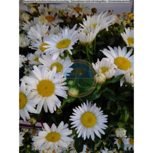 2x Leucanthemum (Margerite) - weiß - Bild 1 von 1