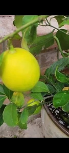 Mayer Lemon Tree. 4 inch pot. Inside or outside plant Full Of Blooms - Picture 1 of 6