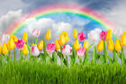 Spring Tulip Flowers Grass Rainbow Clouds 7x5ft Vinyl Backdrop Photo Background