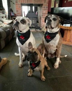 Handmade Dog Scarf Poppy Bandana Black Lest We Forget Neckerchief - Picture 1 of 5