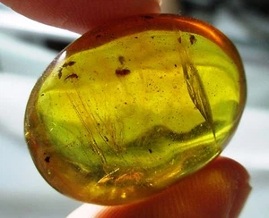 Multiple insects in fossil Dominican Amber 3.4 grams - Picture 1 of 5