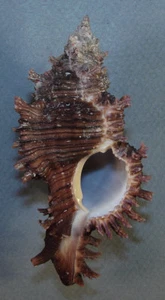 MUREX MICROPHYLLUS 87.72mm BEAUTIFUL SPECIMEN Liguid Is., Samal Is., Philippines - Picture 1 of 2