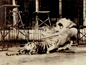 1942 Press Photo Animal Trainer Clyde Beatty Circus Lions in "Jungle Performers" - Picture 1 of 2