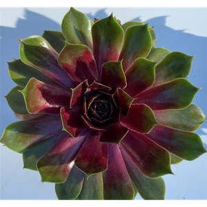 Raíz doméstica - Sempervivum 'Tesoro' - Raíz de techo, Sempervivum, resistente en maceta 11 c - Imagen 1 de 4