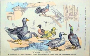 LA BASSE-COUR (OIES de TOULOUSE, CANARD COMMUN, MANDARIN, PIGEON) - Planche 19e - Foto 1 di 3
