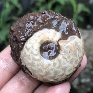 72G AMAZING Whole Permian Ammonite Fossil calcite Molusca Timor - Picture 1 of 8
