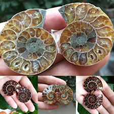 1 Pc Half Cut Natural Ammonite Shell Fossil Specimen Madagascar Gemestone Decor 