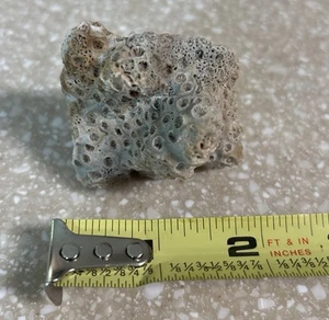Beautiful Fossilized Coral Brain Coral Shell 2” Beautiful - Picture 1 of 4