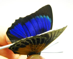 Unmounted Butterfly/Nymphalidae - Agrias hybrid, male 1, Peru - Picture 1 of 5