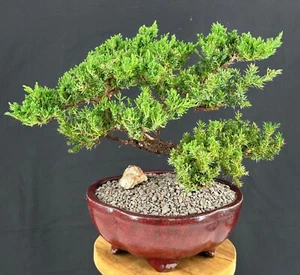 Juniper Bonsai Tree - Trained in Jin Style 12"H Outdoor Evergreen Live Plant - Picture 1 of 2