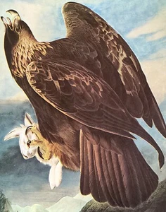 John James Audubon Pájaros Águila Dorada Vintage Libro de Arte Placa 54 - Imagen 1 de 3