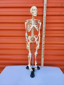 Vintage 27in Anatomical Skeleton Display Doctor/Science Office Visual Aid Model - Picture 1 of 8