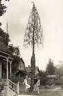 Flowering Yucca Plant Los Angeles USA 1931 OLD PHOTO