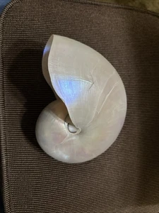 Pearlized Nautilus Seashell Polished Nautilus (1 shell approx. 7+ inches) - Picture 1 of 7