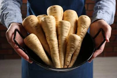 1000 PARSNIP IMPROVED HOLLOW CROWN Pastinaca Sativa Vegetable Seeds *Comb S/H - Image 1 of 4