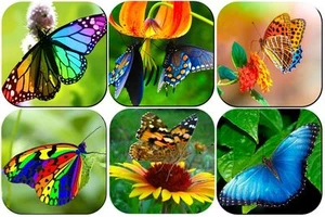 Juego de seis posavasos para bebida mariposa de neopreno - Imagen 1 de 4