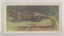 1963 Brooke Bond Wildlife in Danger Tea Fossa #8 0e3