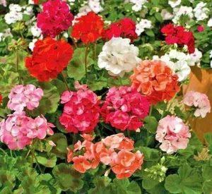 Mixed Geranium Jackpot ORGANIC SEEDS Non-GMO 10 Finest Seeds Flower Bio - Picture 1 of 1