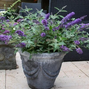 Flutterby Petite Blue Heaven Dwarf Butterfly Bush - Live Plant - ( 2.5 QT ) - Picture 1 of 5