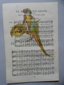 Vintage music sheet printed bird picture, wall art, antique, Pheasant - Picture 1 of 3