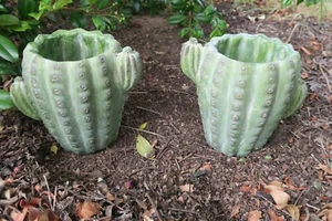 CACTUS PHOENIX POT PLANT PLANTER SUCCULENTS GARDEN PLANT FEATURE SET OF 2 - Picture 1 of 6
