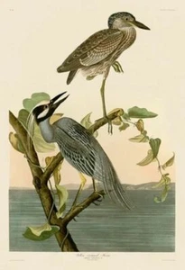Yellow Crowned Heron, John James Audubon, Wall Art Print Poster 14" x 11" - Picture 1 of 1