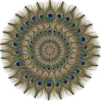 100pcs Natural Peacock Feathers in Bulk 10-12inch for DIY Craft Wedding Flowe... - Image 1 of 4