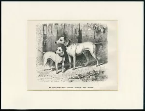 BULLTERRIER HUNDE ANTIK 1878 GRAVUR BENANNTER HUNDEDRUCK BEREIT MONTIERT - Bild 1 von 1
