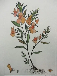 Mitra, Dan - "Bergheuschrecke (orange)" - Bild 1 von 4
