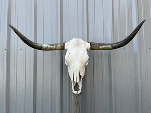 STEER SKULL 3 FEET 5 Inch WIDE UnPOLISHED BULL HORN MOUNTED COW HEAD - Picture 1 of 3